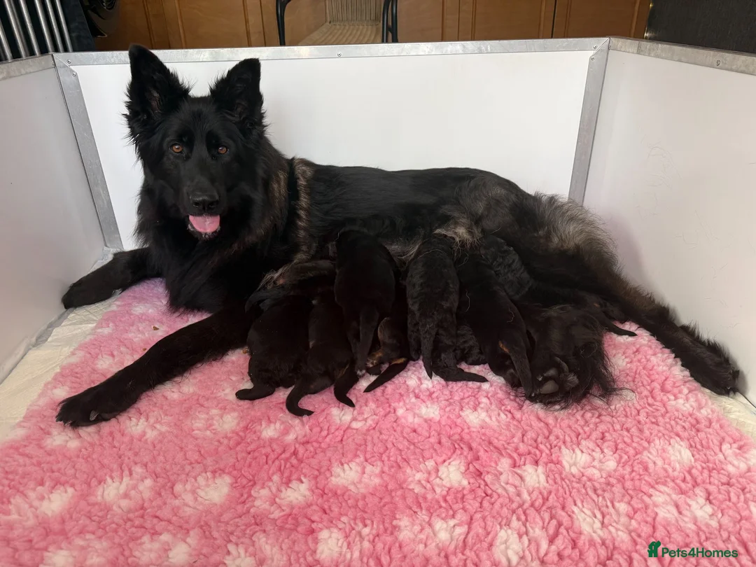 German Shepherd dogs for sale: Exceptional Beautiful litter of long coated  - Advert 1
