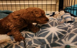 Toy Poodle dogs for sale: 🌸 Toy Poodle Puppies– Tiny Hearts Full of Love 🌸 - Image 7