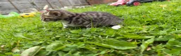 Bengal cats for sale: Three bengal mainecoon males  in Stourbridge - Advert 9