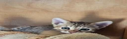 Mixed Breed cats for sale: Kitten for sale  - Advert 6
