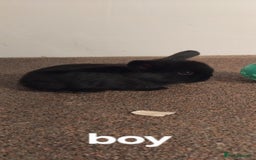 Mini Lop rabbits for sale: 4x gorgeous mini lop bunnies - Image 6