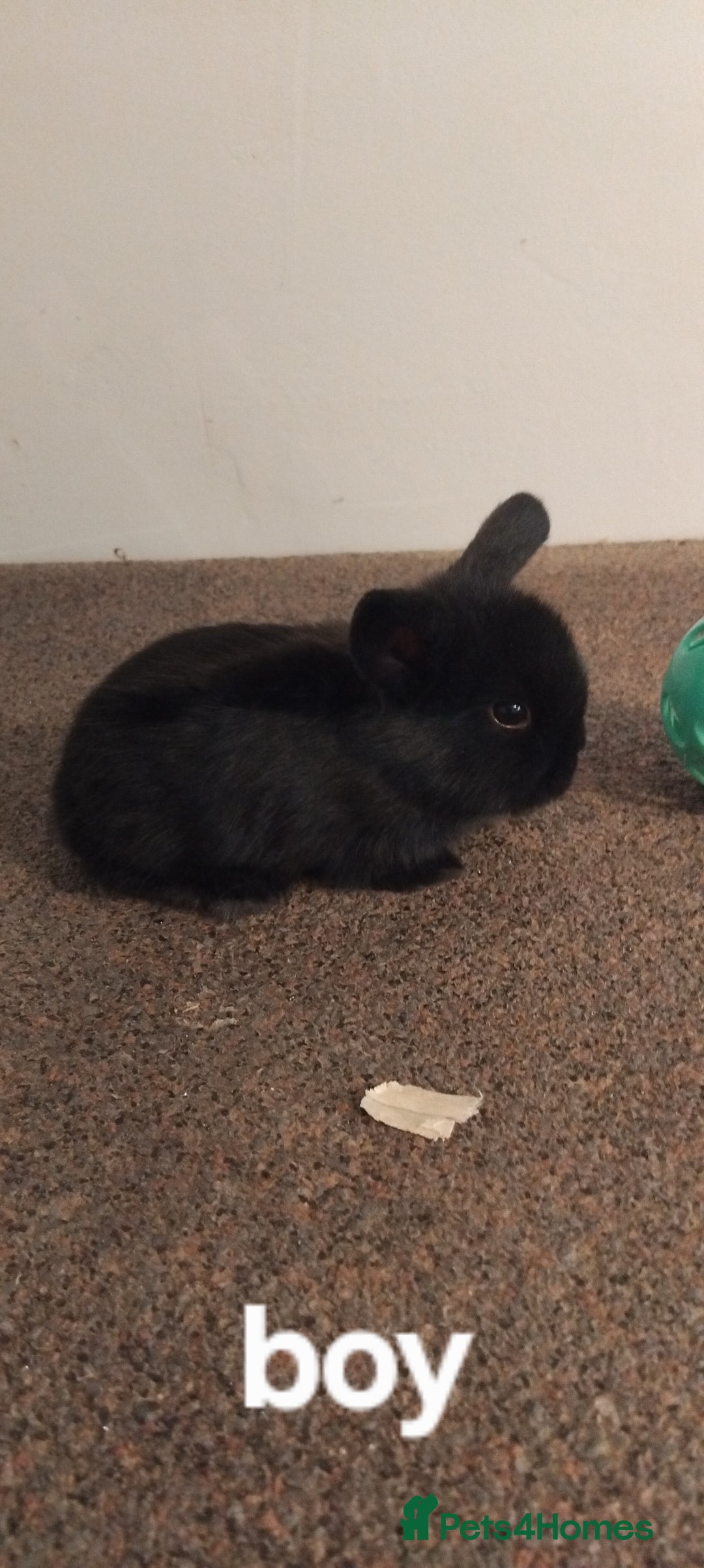 Mini Lop rabbits for sale: 4x gorgeous mini lop bunnies - Image 6