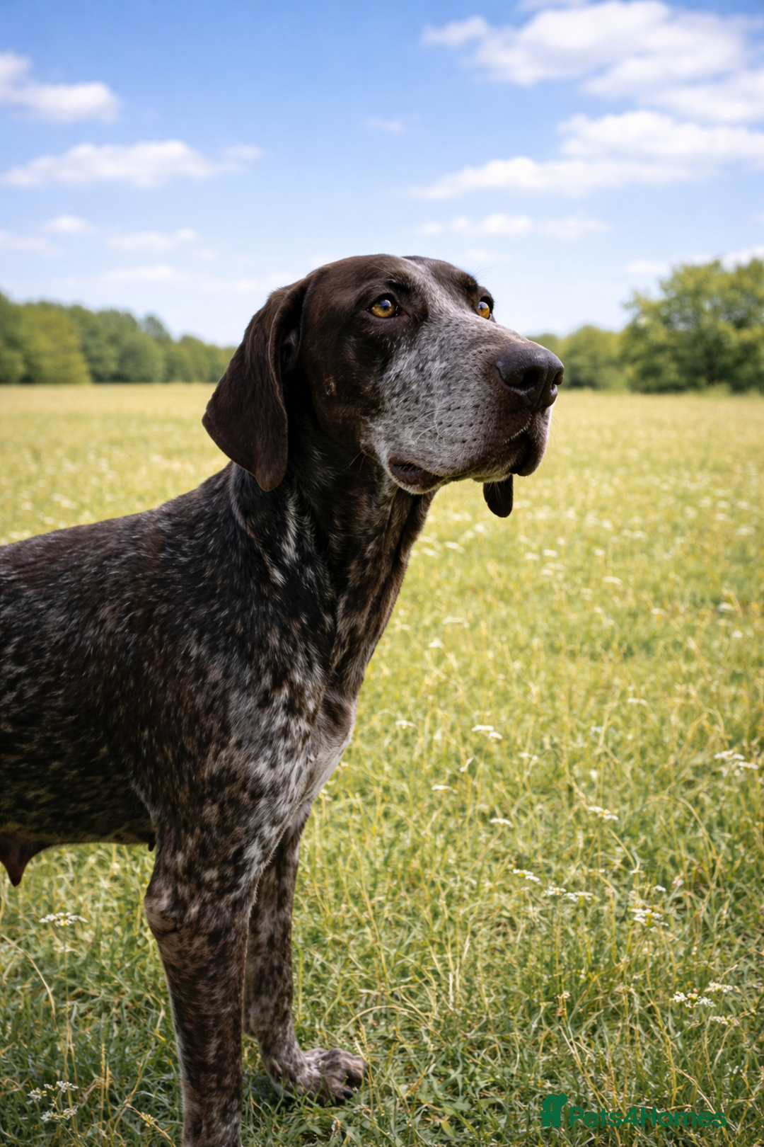 Pointer dogs for adoption: Shelby’s story has change, now it’s full of hope - Advert 3