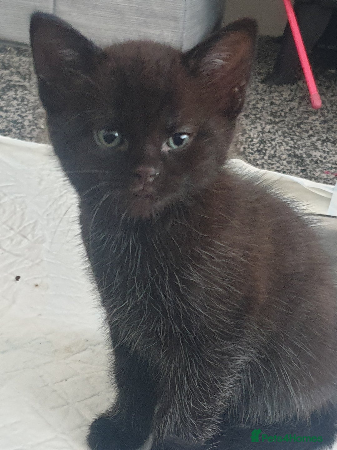 British Shorthair cats for sale: 5 Adorable Kittens  - Image 1