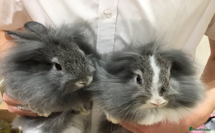 Mixed Breed rabbits - Advert 2