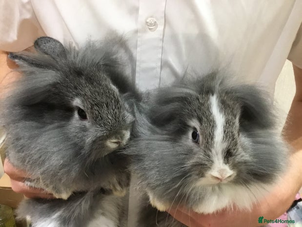 Mixed Breed rabbits Rabbits & Hutch for Sale - Advert 6