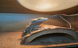 Bearded Dragon reptiles for sale: Bearded Dragon and full set up - Image 2