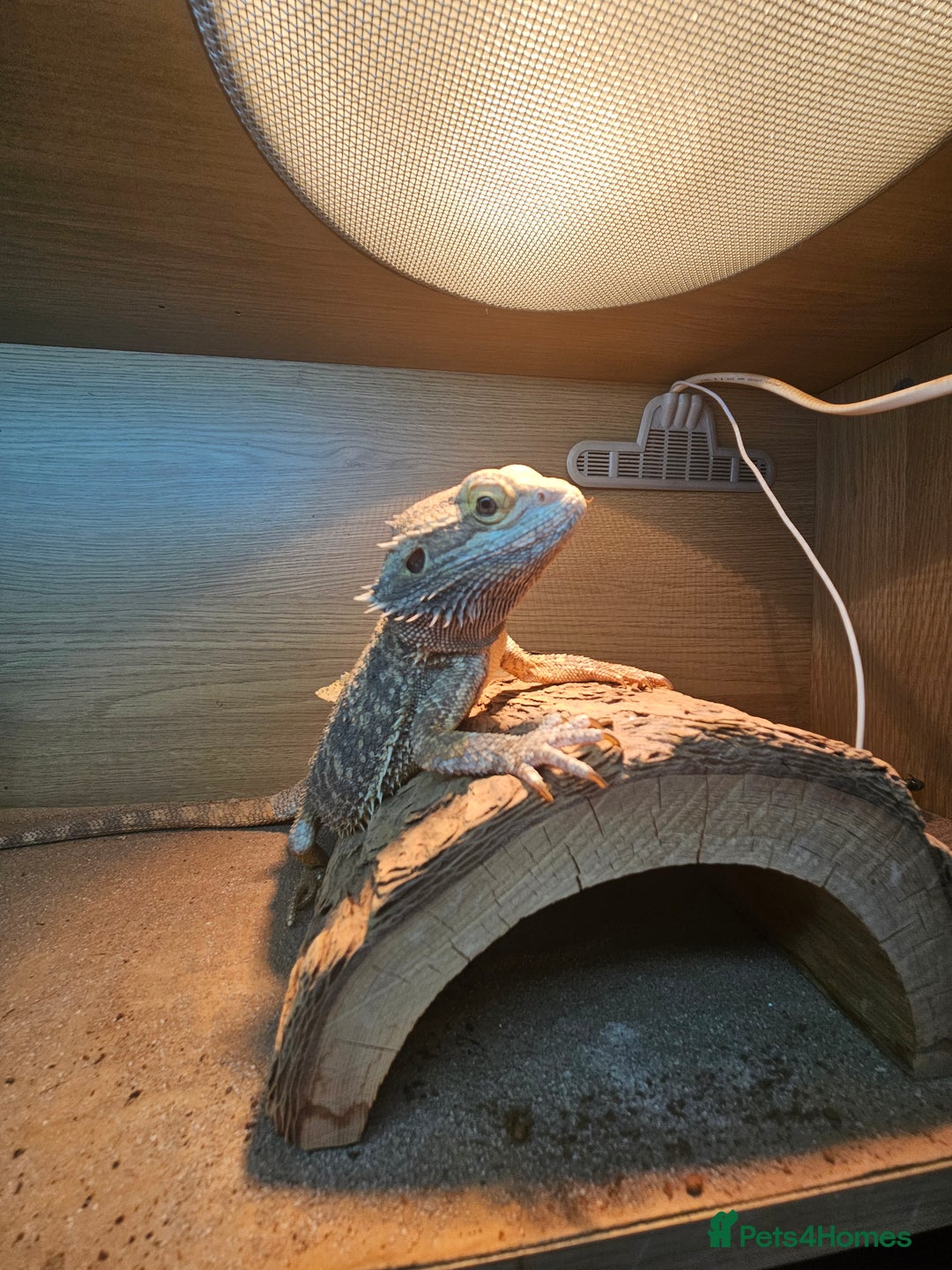 Bearded Dragon reptiles for sale: Bearded Dragon and full set up - Image 2