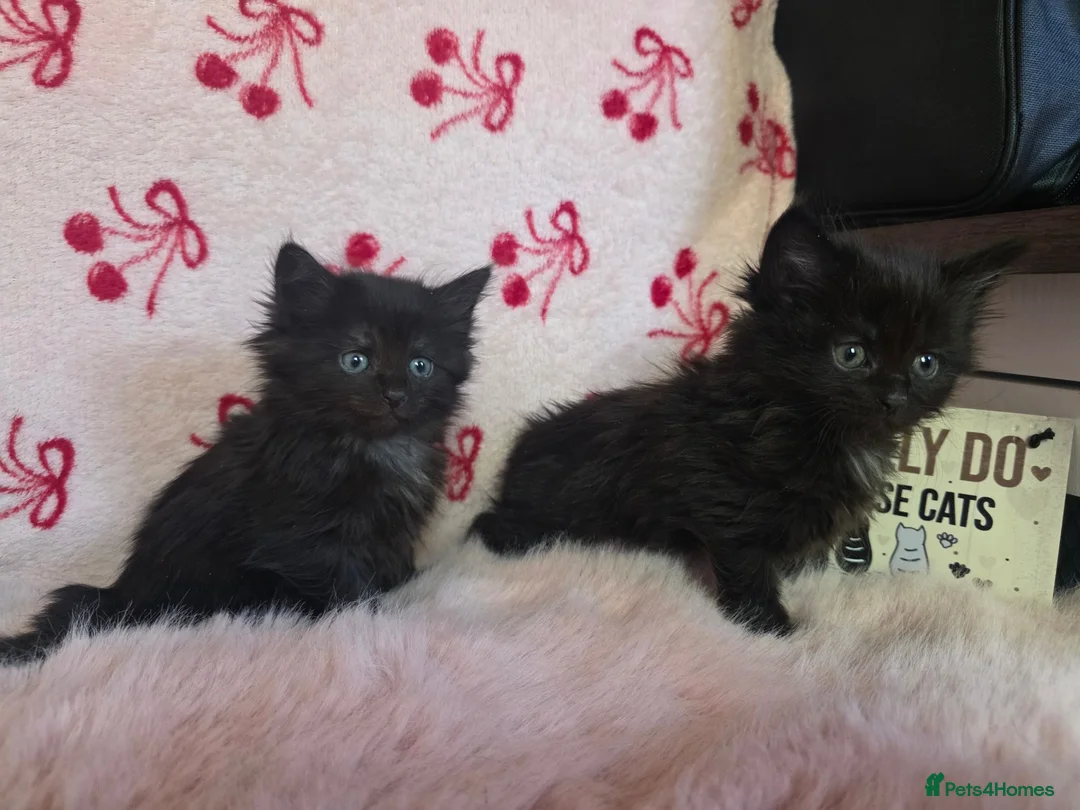 Maine Coon cats for sale: Maine coon - Advert 2