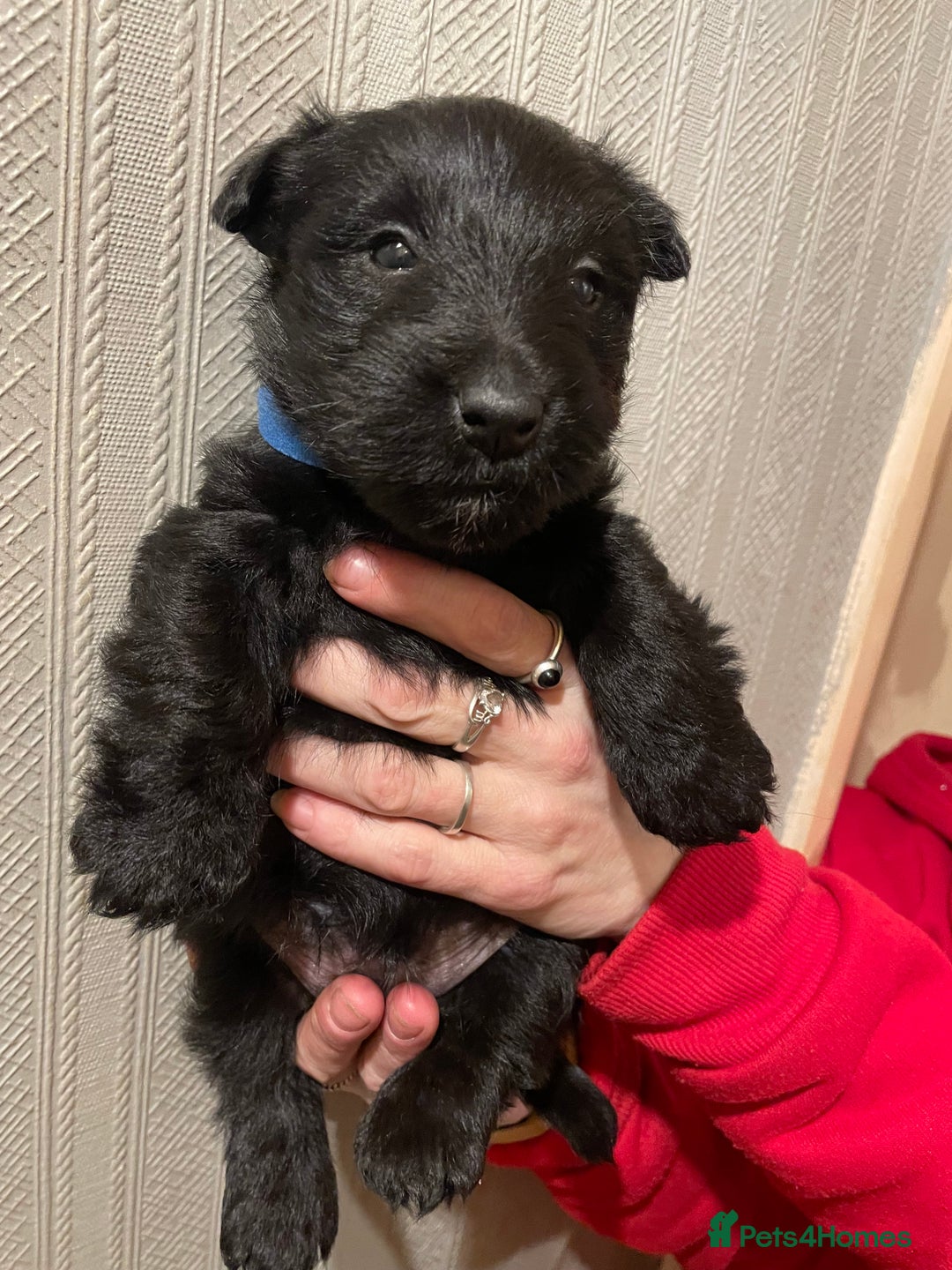 Scottish Terrier dogs for sale: FULLY KC registered Scottish terrier puppies - Advert 2