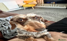 Miniature Dachshund dogs for sale: Miniature Daschund - Image 10