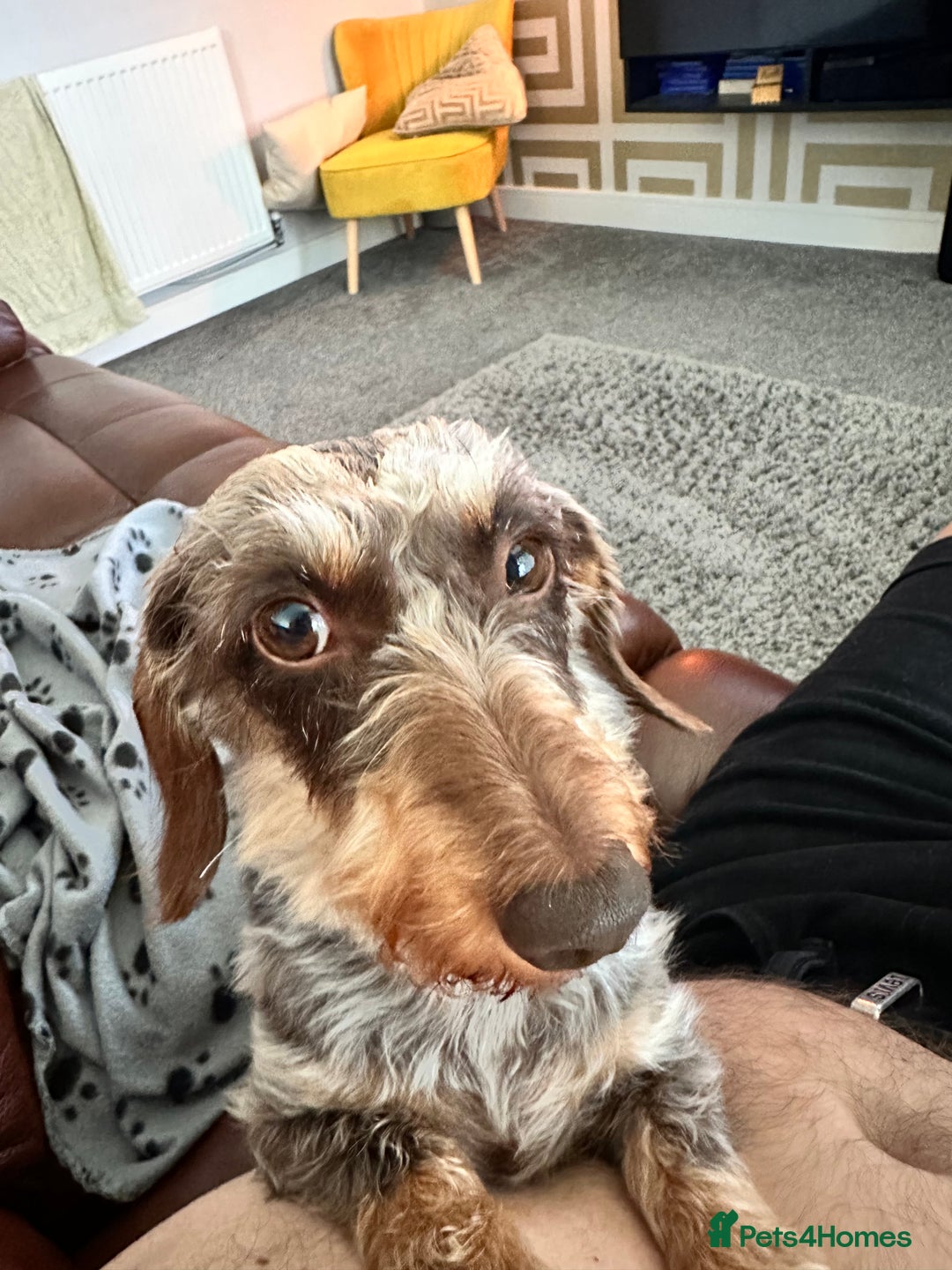 Miniature Dachshund dogs for sale: Miniature Daschund - Image 10