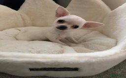 Chihuahua dogs for sale: Beautiful smooth coat white little girls 0.5kg - Image 1