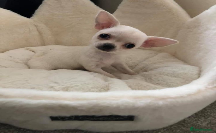 Chihuahua dogs - Advert 1