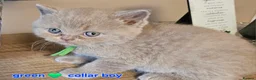 British Shorthair cats for sale: British short hairs / long hair  - Advert 11