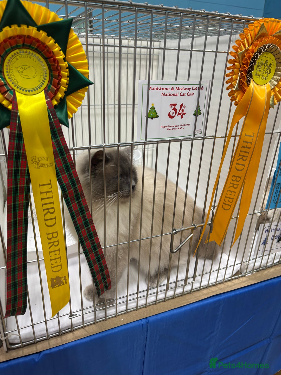 Ragdoll cats for stud: Blue colourpoint gccf reg boy available  - Advert 3