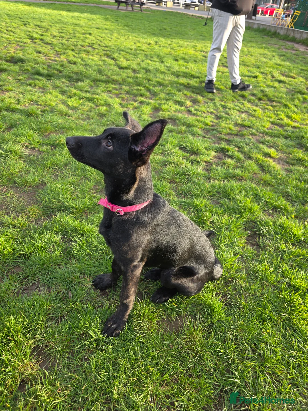 German Shepherd dogs for sale: GSD Girl Pup in Yateley - Advert 2