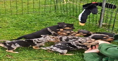 Jack Russell dogs - Advert 15