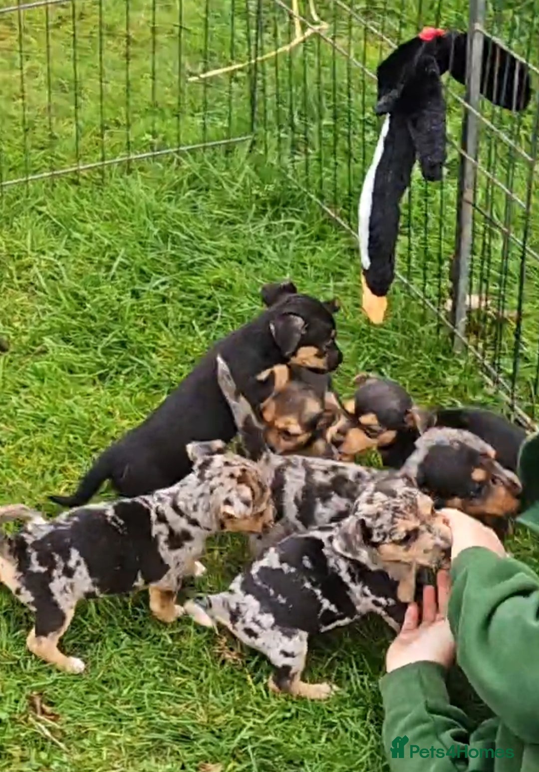 Jack Russell dogs for sale: GORGEOUS JACK RUSSELL PUPPIES  - Image 11