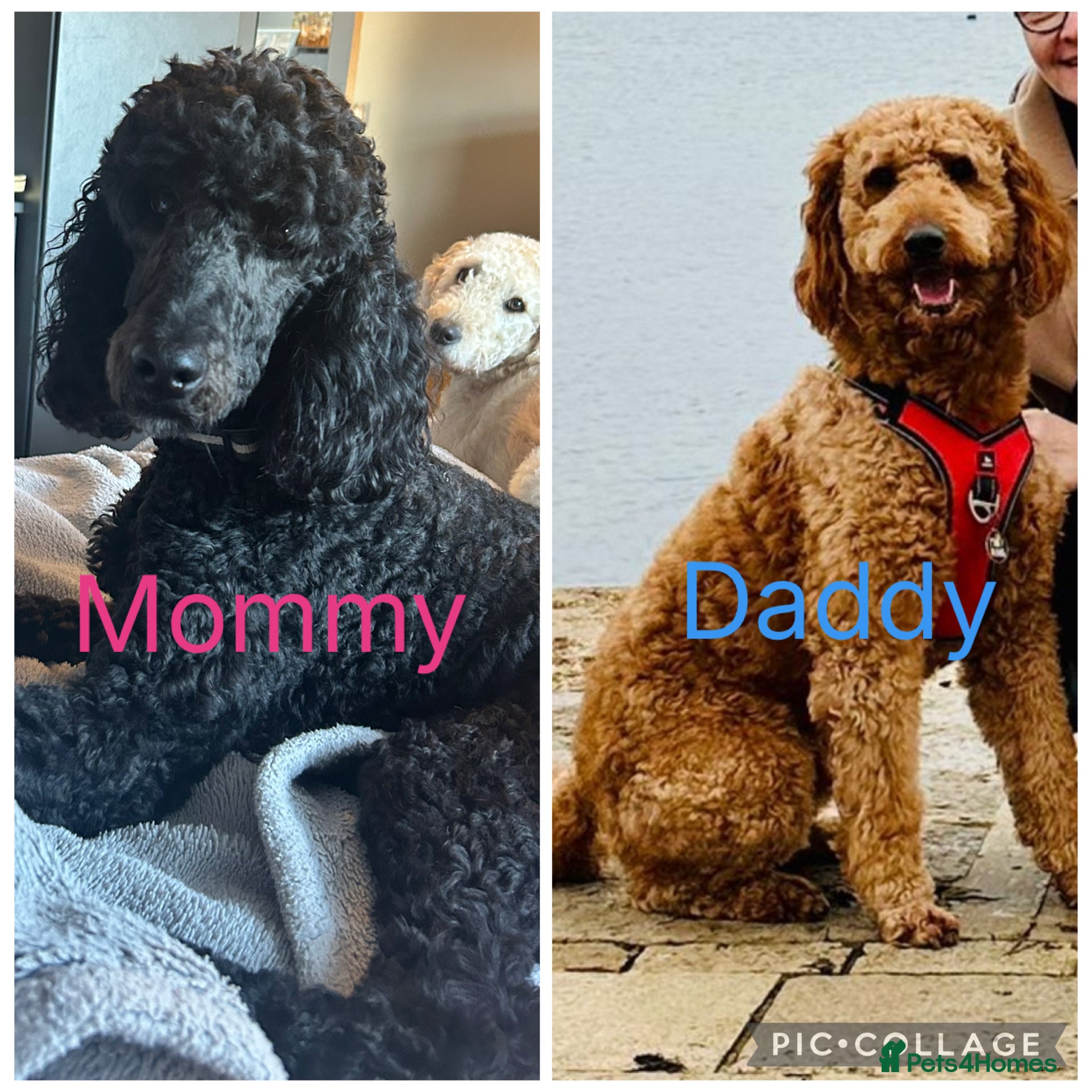 Labradoodle dogs Standard f2bb multigenerational labradoodle - Advert 1