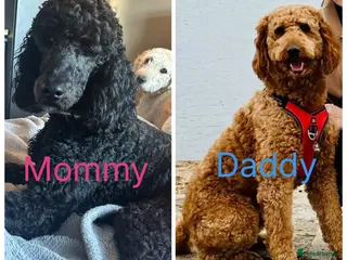 Labradoodle dogs Standard f2bb multigenerational labradoodle - Advert 3