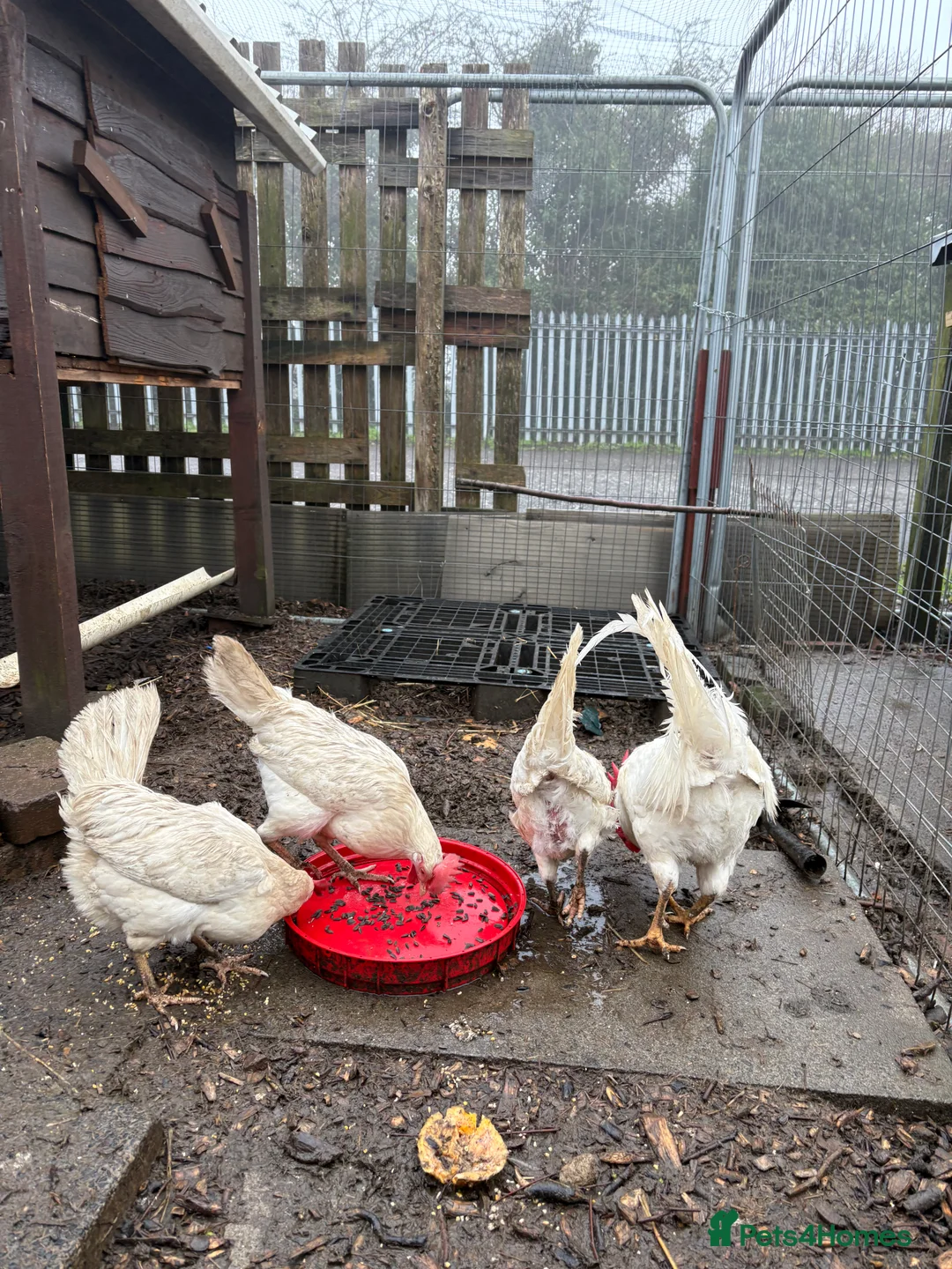 Mixed Breed birds for sale: White star hatching eggs - Advert 3