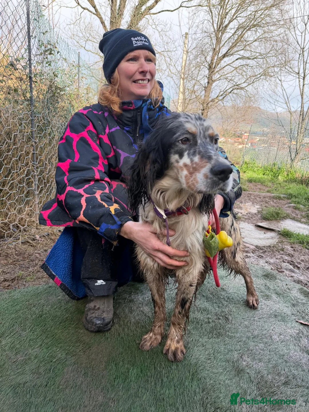 English Setter dogs for adoption: Drick - Advert 3