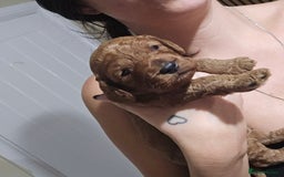 Cockapoo dogs for sale: Beautiful cockapoo puppies - Advert 3