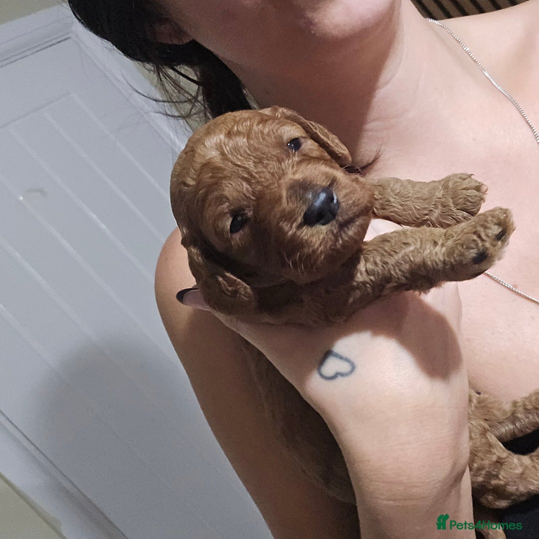 Cockapoo dogs for sale: Beautiful cockapoo puppies - Advert 3