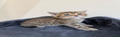 Persian 6