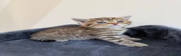 Persian cats for sale: 9 Beautiful Kittens For Sale - Advert 8