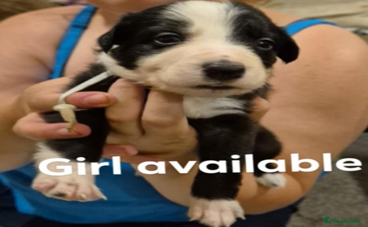 Border Collie dogs - Advert 2