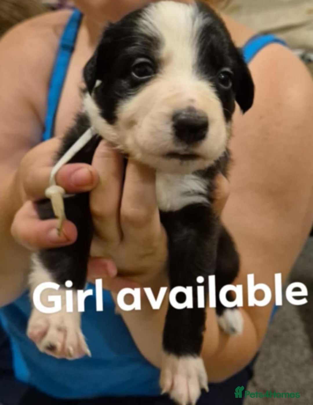 Border Collie dogs for sale: bored collie puppies  - Image 2