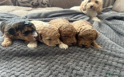 Cockapoo dogs for sale: 4 f2 cockapoos 2 males 1 female  - Image 24
