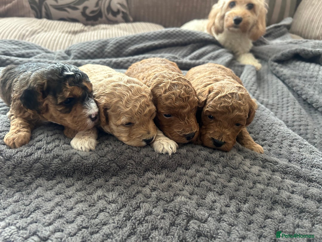 Cockapoo dogs for sale: 4 f2 cockapoos 2 males 1 female  - Image 24