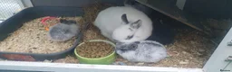 Netherland Dwarf rabbits for sale: 4 Beautiful Netherland Dwarf Buns in Pinner - Advert 28