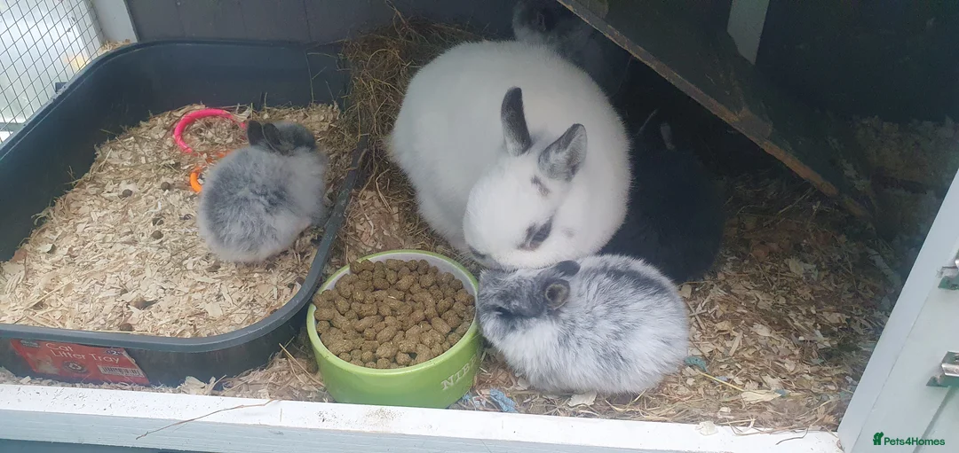 Netherland Dwarf rabbits for sale: 4 Beautiful Netherland Dwarf Buns in Pinner - Advert 28