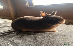 Netherland Dwarf rabbits for sale: Lovely Netherland Dwarf rabbits  - Advert 5