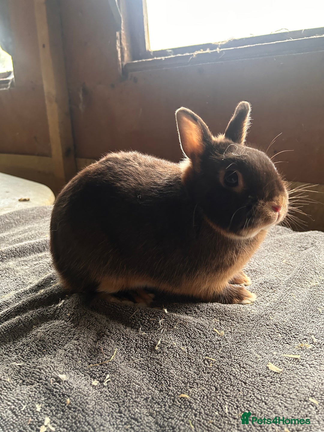 Netherland Dwarf rabbits for sale: Lovely Netherland Dwarf rabbits  - Advert 5