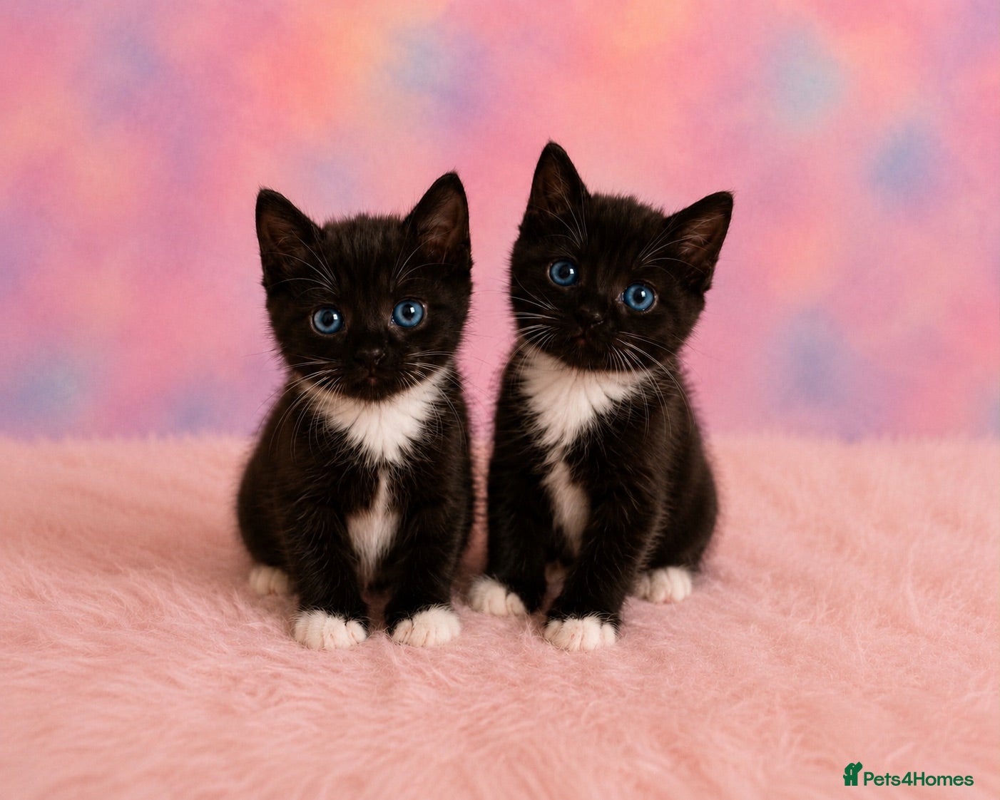 Mixed Breed cats 2 adorable twins ready for new homes!  - Advert 12