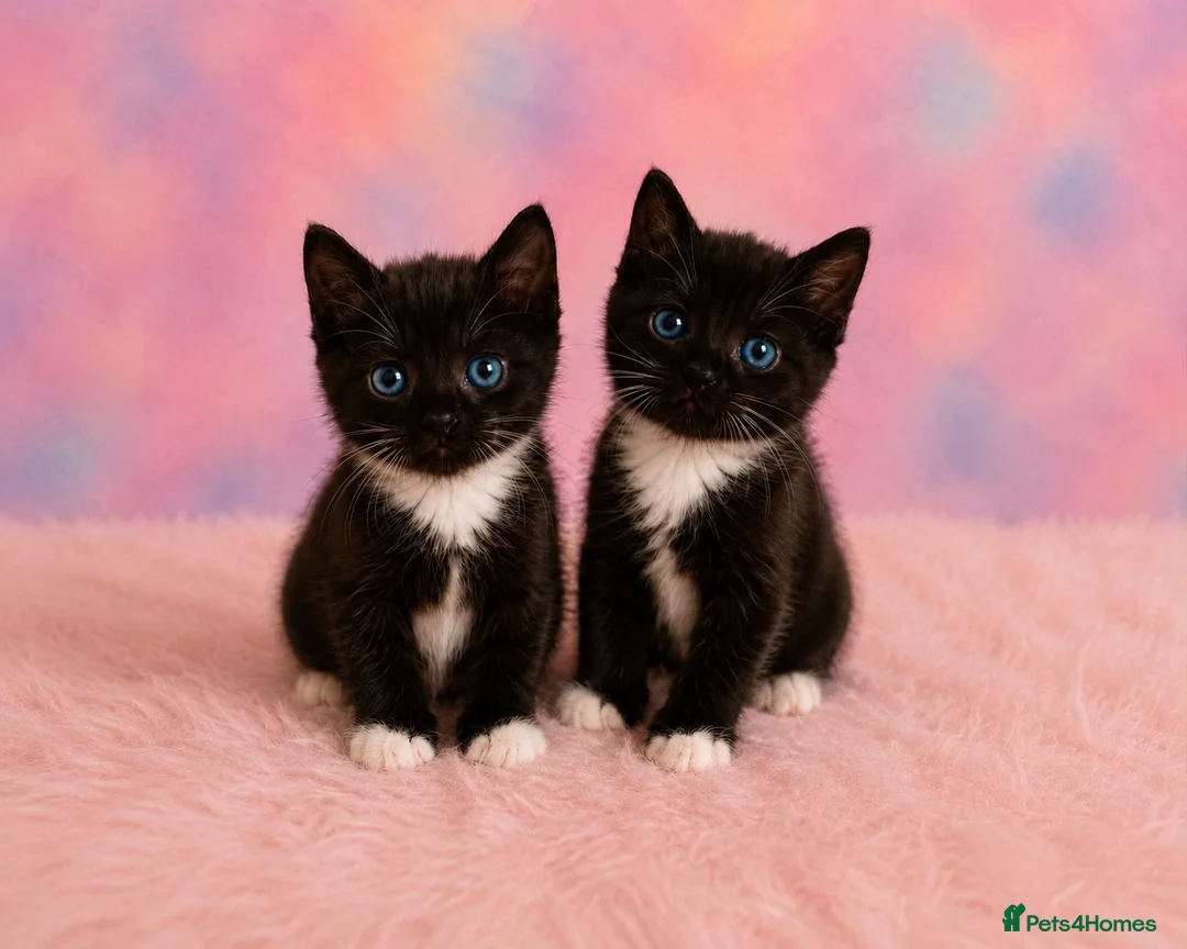 Mixed Breed cats for sale: 2 adorable twins ready for new homes!  - Advert 1