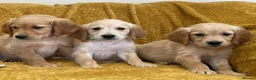 Golden Retriever dogs for sale: Quality litter of KC reg Golden Retriever puppies - Advert 31