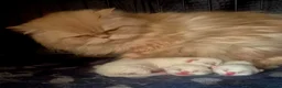 Persian cats for sale: Persian x bsh - Advert 2