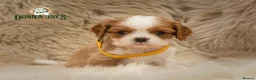 Cavalier King Charles Spaniel dogs for sale: ✨ DONNAJAYS CAVALIER KING CHARLES SPANIEL ✨ - Advert 7