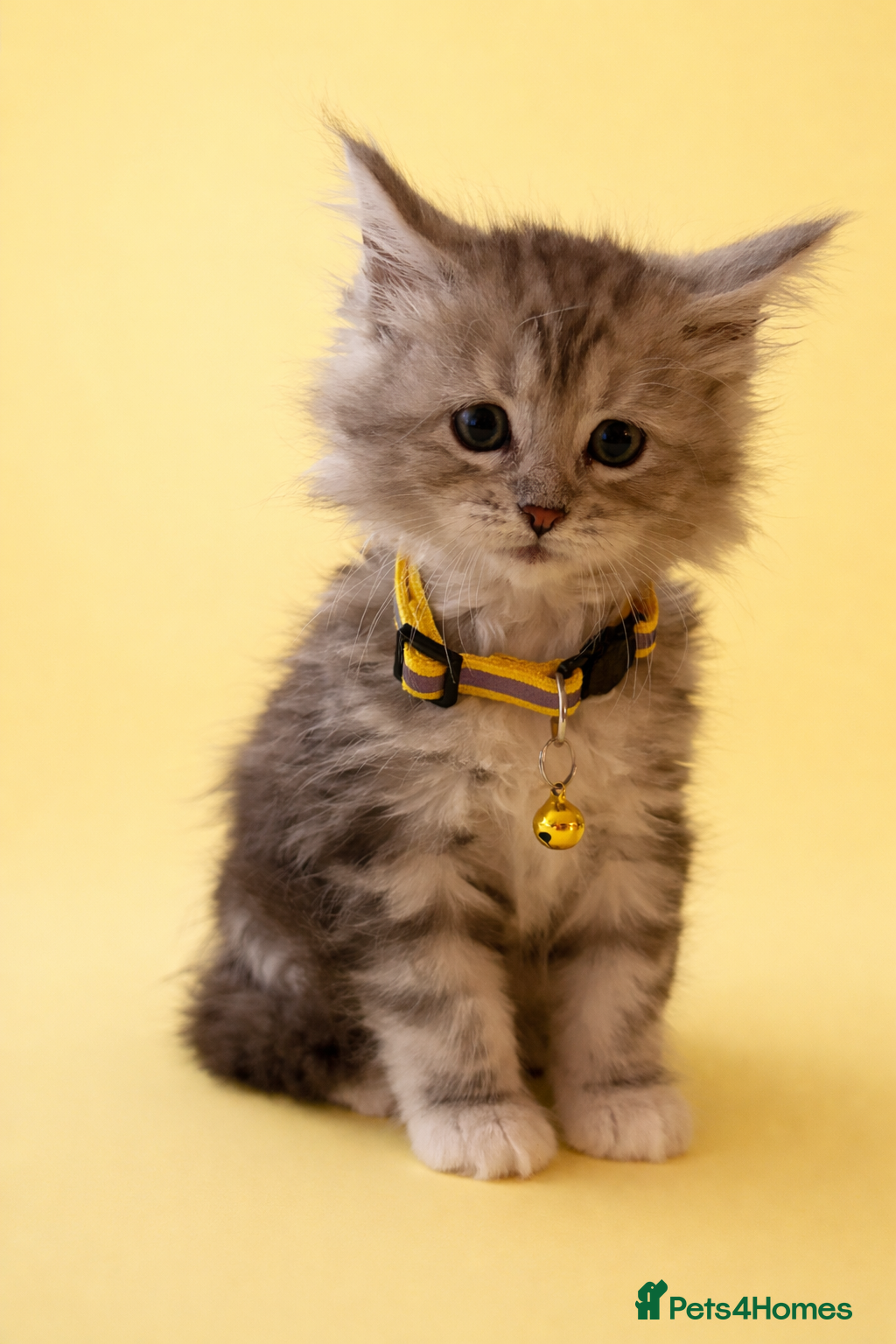 Maine Coon cats Champion Maine Coon Kittens – 2 Left Ready Now - Advert 6