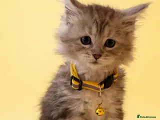 Maine Coon cats Champion Maine Coon Kittens – 2 Left Ready Now - Advert 6