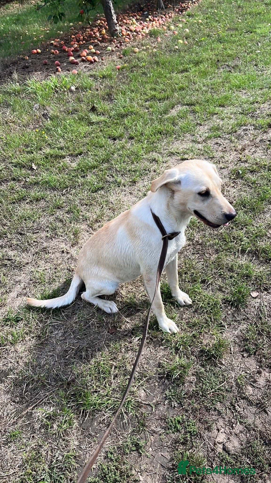 Labrador Retriever dogs Beautiful white Labrador  - Advert 5