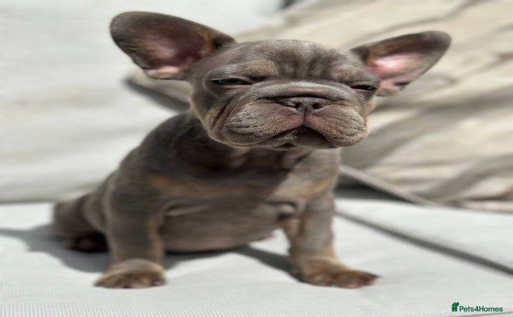 French Bulldog dogs - Advert 12