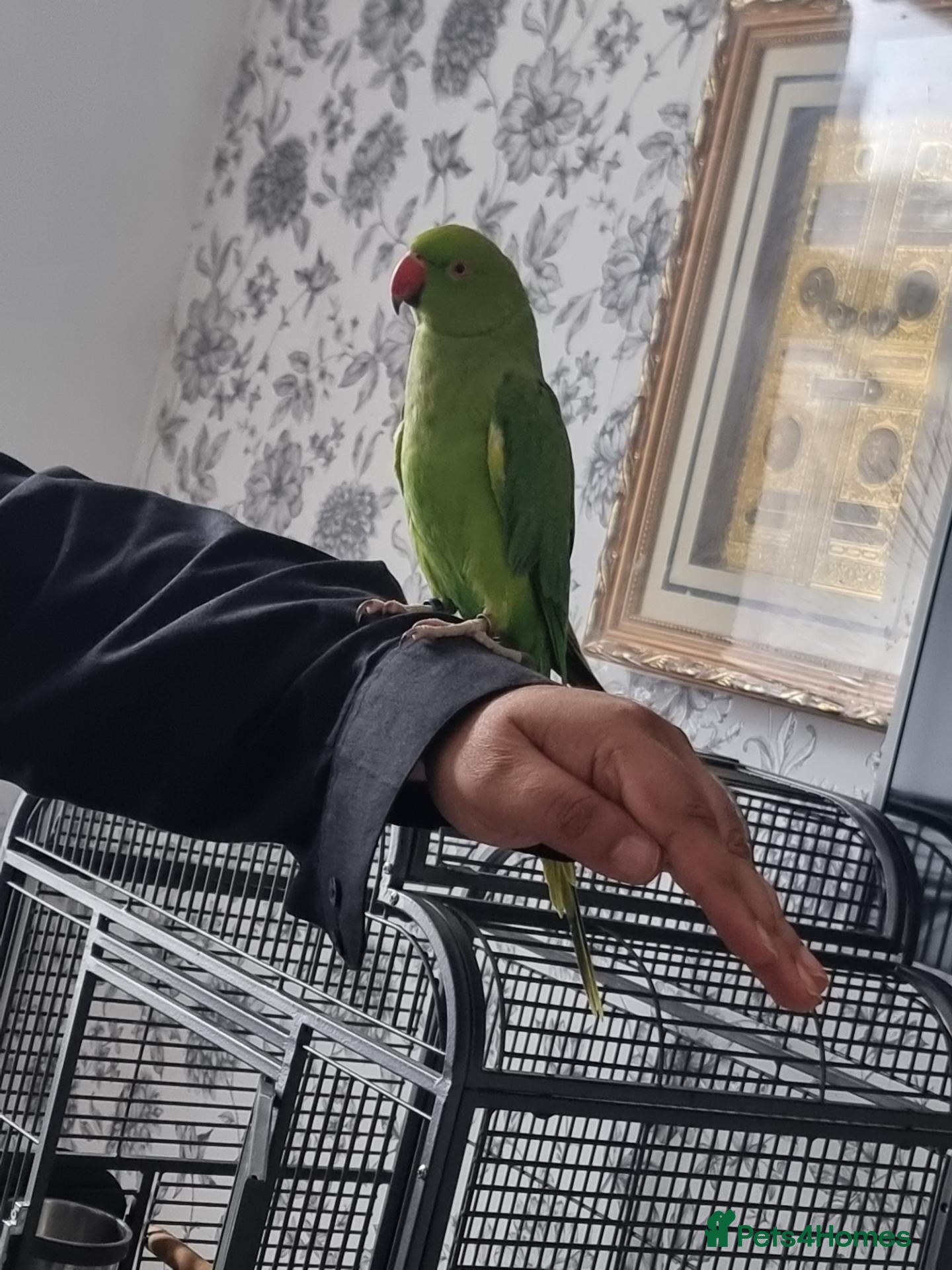 Parrots birds Beautiful ringneck talking parrot  - Advert 6