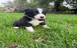 Border Collie dogs for sale: Pure Bred Border Collie Puppies For Sale - Image 9